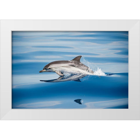 Striped Dolphin White Modern Wood Framed Art Print by Ugo, Mirko