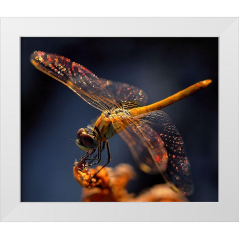 A Midsummer Nights Dream... White Modern Wood Framed Art Print by Dufour, Thierry