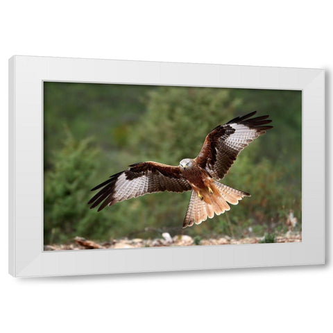 The Wings Of The Red Kite White Modern Wood Framed Art Print by Merino, Nicolas