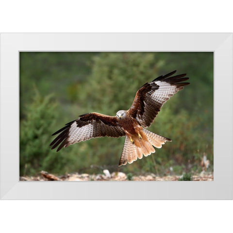 The Wings Of The Red Kite White Modern Wood Framed Art Print by Merino, Nicolas