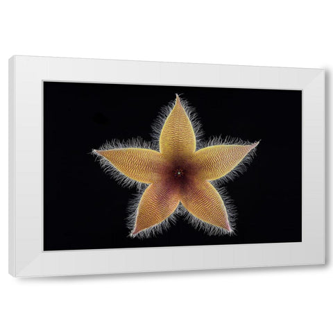 Stapelia Grandiflora White Modern Wood Framed Art Print by Mozqueda, Victor