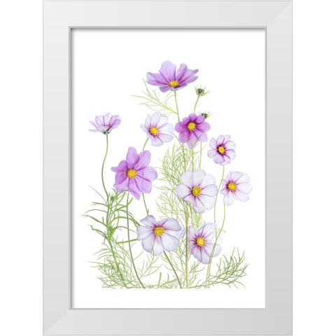 Cosmos Comfort White Modern Wood Framed Art Print by Disher, Mandy