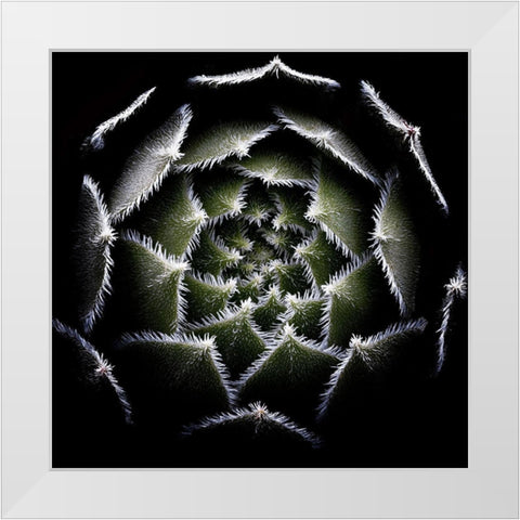 Sempervivum Rosette White Modern Wood Framed Art Print by Mozqueda, Victor