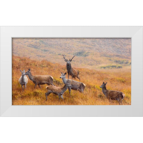The Guardian Of The Moorland White Modern Wood Framed Art Print by Ruoppolo, Luigi