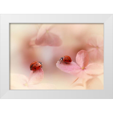 Ladybirds On Pink Hydrangea. White Modern Wood Framed Art Print by Van Deelen, Ellen
