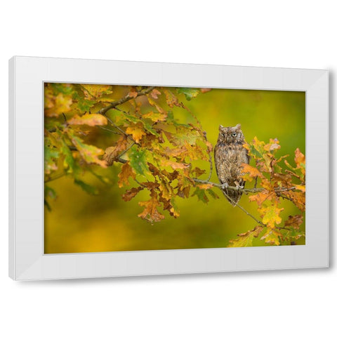 European Scops Owl White Modern Wood Framed Art Print by Zygmunt, Milan