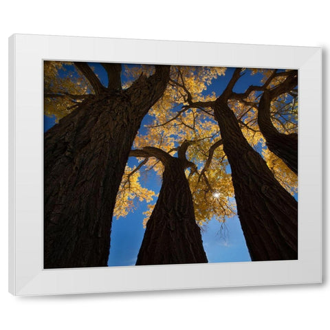 Cotton Woods White Modern Wood Framed Art Print by Dou, Shenshen