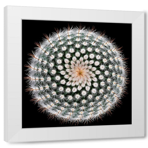 Notocactus Scopa White Modern Wood Framed Art Print by Mozqueda, Victor