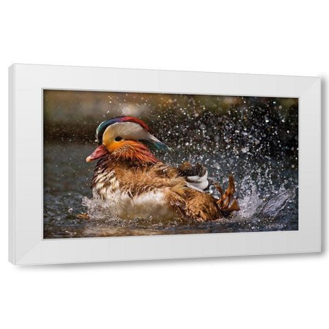 Mandarin Duck White Modern Wood Framed Art Print by Tjandra, C.S.