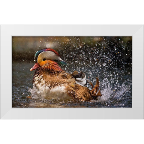Mandarin Duck White Modern Wood Framed Art Print by Tjandra, C.S.