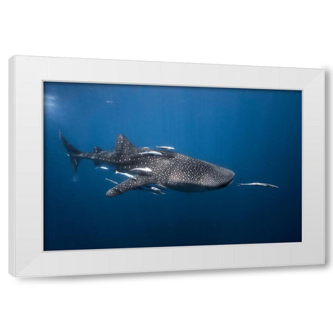 Whale Shark White Modern Wood Framed Art Print by Gabriel, Barathieu