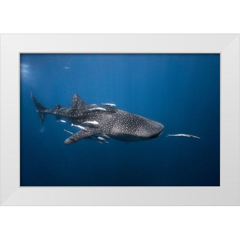Whale Shark White Modern Wood Framed Art Print by Gabriel, Barathieu