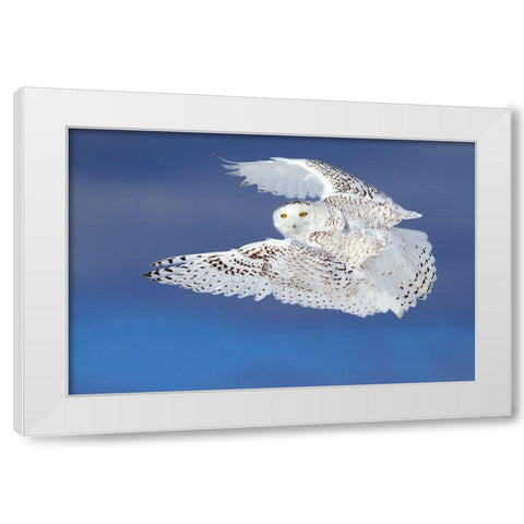Flight Of The Snowy - Snowy Owl White Modern Wood Framed Art Print by Cumming, Jim