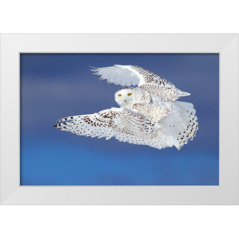 Flight Of The Snowy - Snowy Owl White Modern Wood Framed Art Print by Cumming, Jim