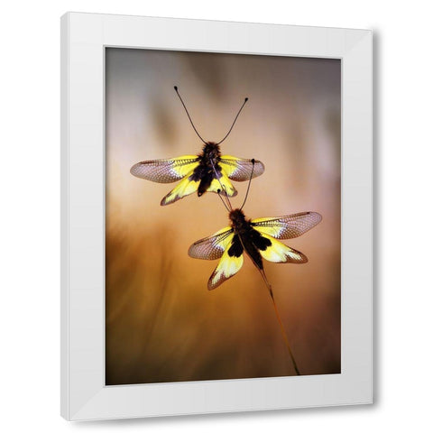 Owlflies White Modern Wood Framed Art Print by Hoffman, Jimmy