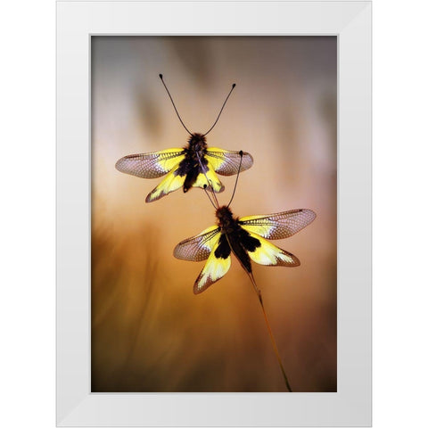 Owlflies White Modern Wood Framed Art Print by Hoffman, Jimmy