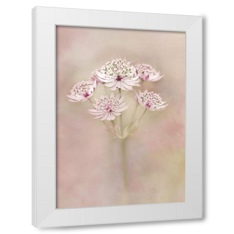 Astrantia White Modern Wood Framed Art Print by van Zaane, Alida