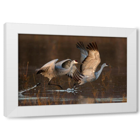 Taking Off At Sunrise White Modern Wood Framed Art Print by Jiang, Mary