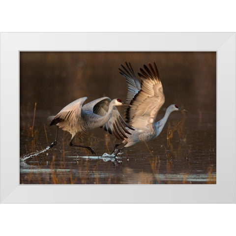 Taking Off At Sunrise White Modern Wood Framed Art Print by Jiang, Mary
