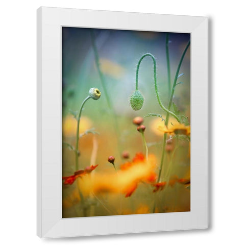 Poppy Field White Modern Wood Framed Art Print by Moore, Steve