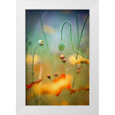 Poppy Field White Modern Wood Framed Art Print by Moore, Steve