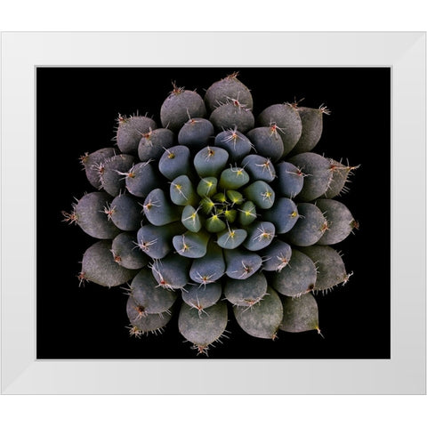Echeveria Setosa Var. Deminuta White Modern Wood Framed Art Print by Mozqueda, Victor