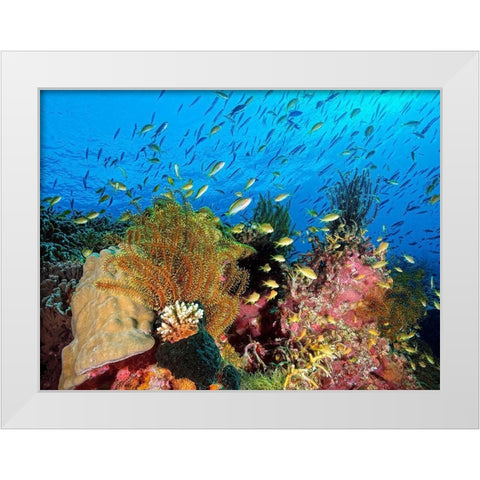Reef At Cabilao White Modern Wood Framed Art Print by Jager, Henry