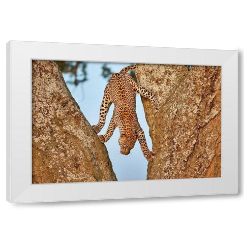 Upside Down White Modern Wood Framed Art Print by Catta, Alessandro