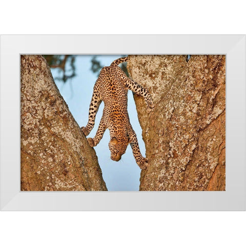 Upside Down White Modern Wood Framed Art Print by Catta, Alessandro