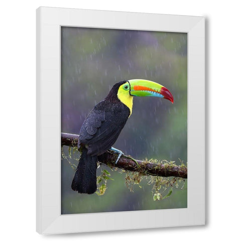 Keel-Billed Toucan - Costa Rica White Modern Wood Framed Art Print by Cumming, Jim