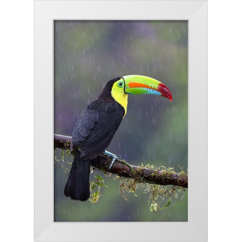 Keel-Billed Toucan - Costa Rica White Modern Wood Framed Art Print by Cumming, Jim