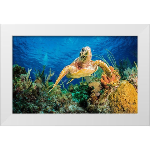 Hawksbill Turtle Swimming Through Caribbean Reef White Modern Wood Framed Art Print by Abadschieff, Jan