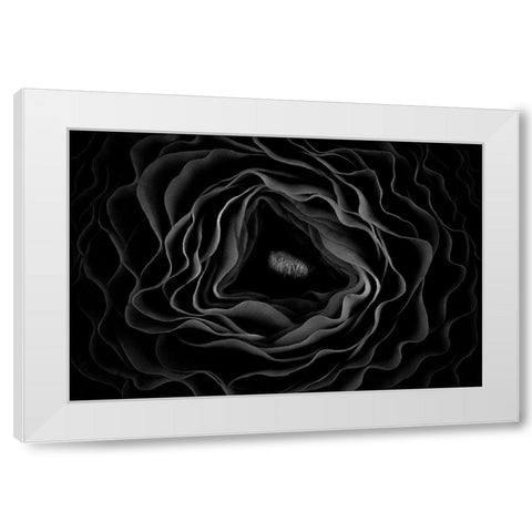 Persian Buttercup White Modern Wood Framed Art Print by Mozqueda, Victor