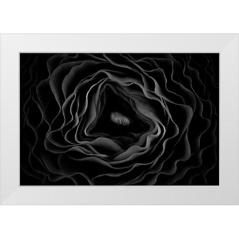 Persian Buttercup White Modern Wood Framed Art Print by Mozqueda, Victor