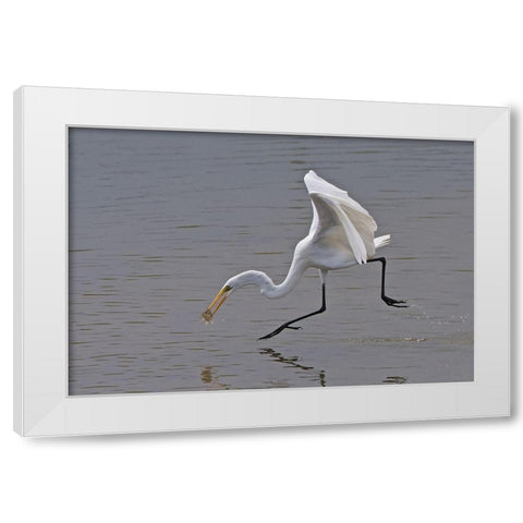 Great Egret White Modern Wood Framed Art Print by Cooper, Ray