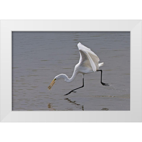 Great Egret White Modern Wood Framed Art Print by Cooper, Ray