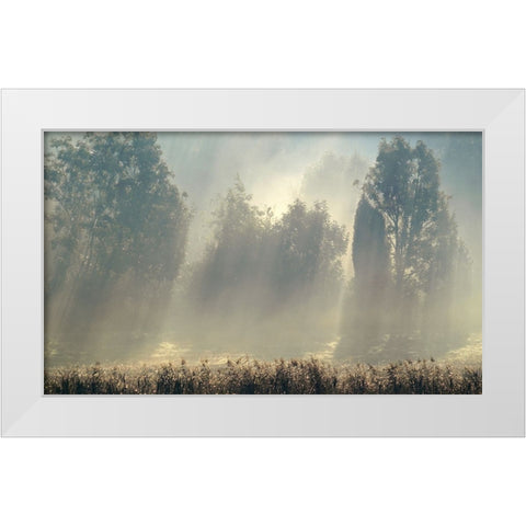 Misty Morning In The Forest. White Modern Wood Framed Art Print by Wallberg, Allan