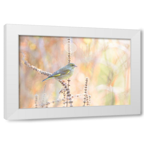 Green Finch White Modern Wood Framed Art Print by Willaert, Erik