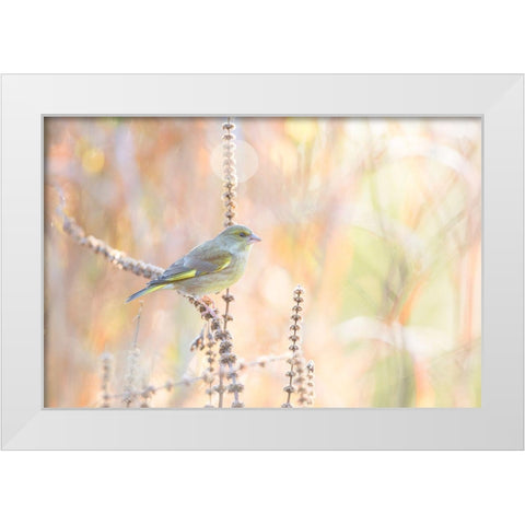 Green Finch White Modern Wood Framed Art Print by Willaert, Erik