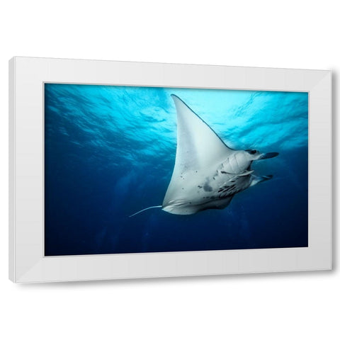 Manta Fly White Modern Wood Framed Art Print by Marchegiani, Roberto