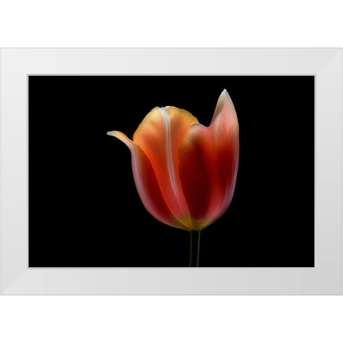 French Tulip White Modern Wood Framed Art Print by Gronkjar, Lotte