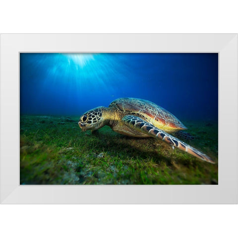 Green Turtle White Modern Wood Framed Art Print by Gabriel, Barathieu