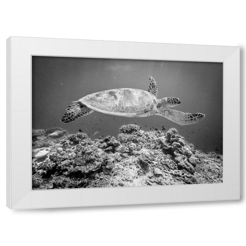 Sea Turtle At Sipadan White Modern Wood Framed Art Print by Deng, Yumian