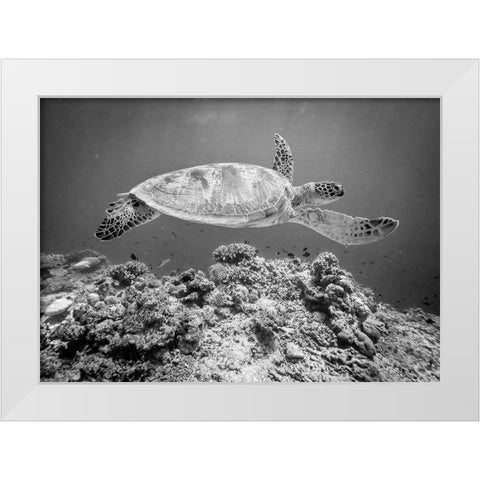 Sea Turtle At Sipadan White Modern Wood Framed Art Print by Deng, Yumian