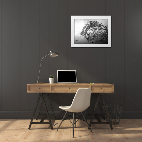 Barracuda Tornado White Modern Wood Framed Art Print by Deng, Yumian