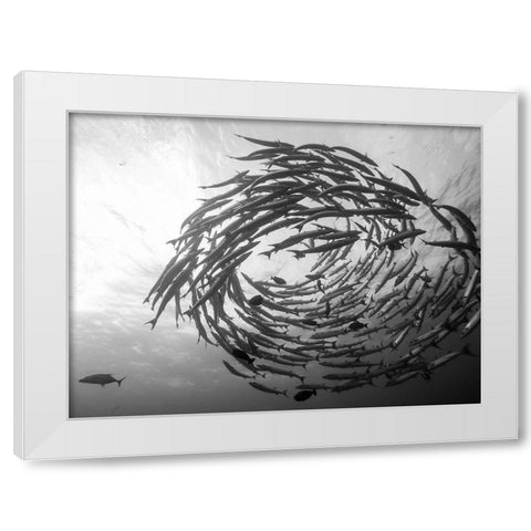Barracuda Tornado White Modern Wood Framed Art Print by Deng, Yumian