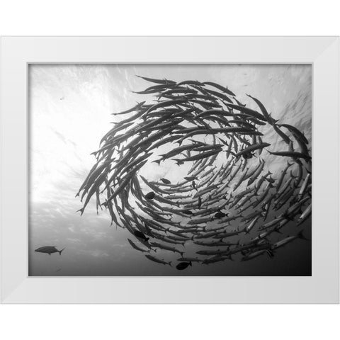 Barracuda Tornado White Modern Wood Framed Art Print by Deng, Yumian