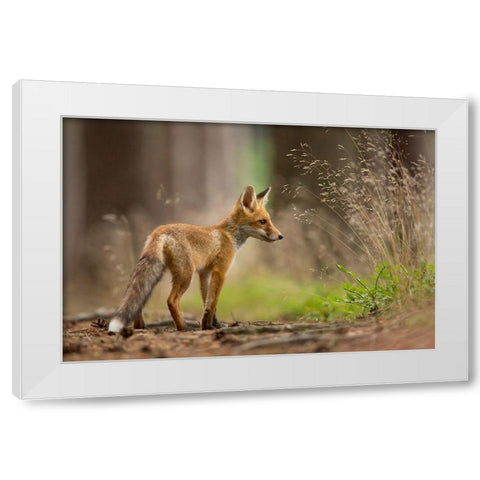 Red Fox White Modern Wood Framed Art Print by Zygmunt, Milan