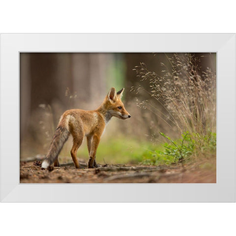 Red Fox White Modern Wood Framed Art Print by Zygmunt, Milan
