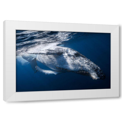 The Whale White Modern Wood Framed Art Print by Gabriel, Barathieu
